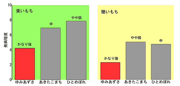 新品種「ゆみあずさ」とその他の品種の葉いもち・穂いもちの発病程度を比較