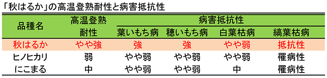 「秋はるか」の高温登熟耐性と病害抵抗性（ヒノヒカリ、にこまるとの比較）