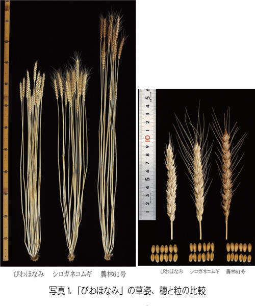 びわほなみの草姿、穂と粒の比較