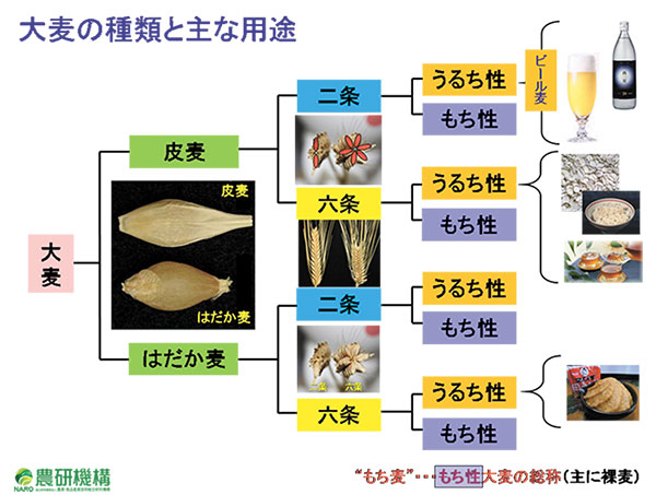 大麦の種類と主な用途（農研機構ＨＰから）