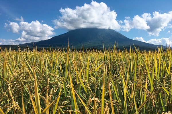 ＪＡようていの「ゆめぴりか」は羊蹄山の麓で育まれる