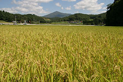 岩手県の水田