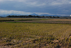 三重県明和町の水田地帯。山間部では松阪牛の肥育も盛んだ
