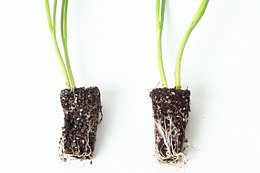 根の生育状況の比較。左は通常の培養土、右は「葱キング」。根量が違うのが一目でわかる。