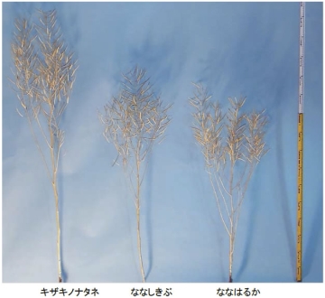 主要ナタネ品種の草姿