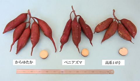 からゆたか、ベニアズマ、高系14号