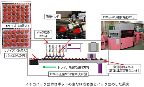 イチゴパック詰めロボットおの主な構成要素とパック詰めした果実