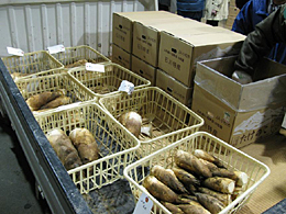 県産タケノコ初出荷　ＪＡ全農いしかわ