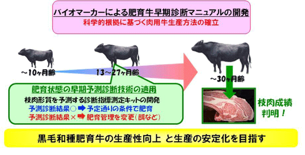 黒毛和種肥育牛の生産性向上とその安定化を実現する新たな肥育診断技術の開発事業