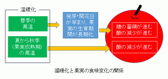 温暖化と果実の食味変化の関係