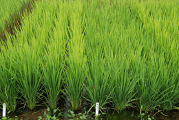 コシヒカリ（左）とタカナリ。タカナリは日本で栽培される中でトップレベルの多収イネ品種で、光合成能力が高く、籾数が多い。