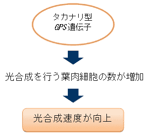 （図はタカナリ型ＧＰＳ遺伝子を持つと光合成速度が向上することの仕組み）