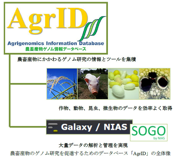 農畜産物のゲノム研究を促進するためのデータベース「AgrID」の全体像