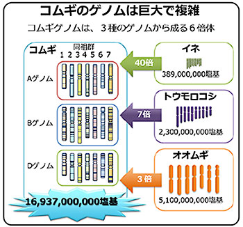 コムギのゲノムは巨大で複雑