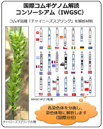 国際コムギゲノム解読コンソーシアム（ＩＷＧＳＣ）