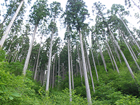 飛騨高山盛組管理の森林