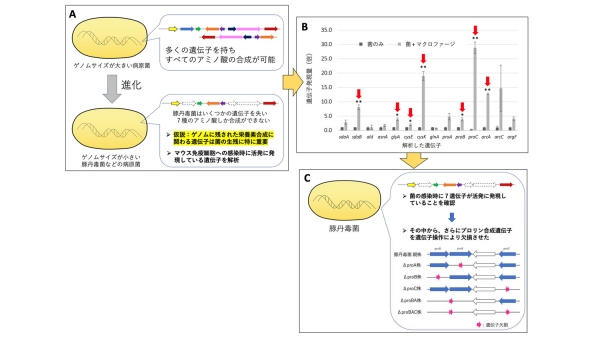 豚丹毒菌の病原遺伝子同定までのフロー図