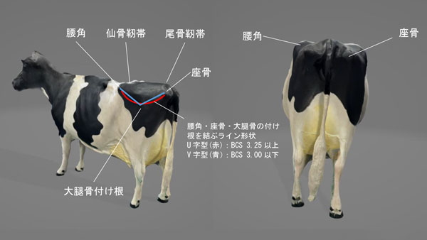 乳牛のBCSスコア　簡易かつ高精度な判定手法を開発　農研機構