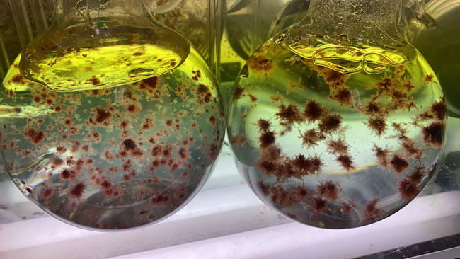 畜産由来のメタンガス削減へ　海藻「カギケノリ」生産に関する成果を高知大学と発表　サンシキ