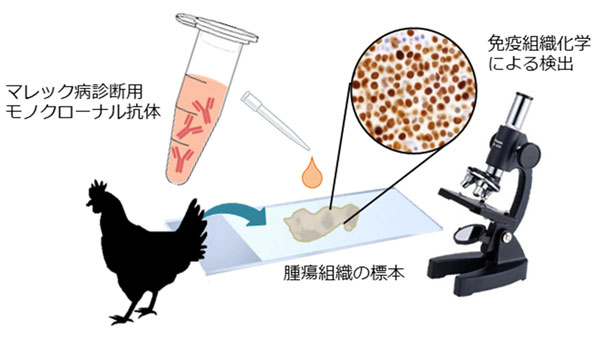 マレック病の新規診断法のイメージ