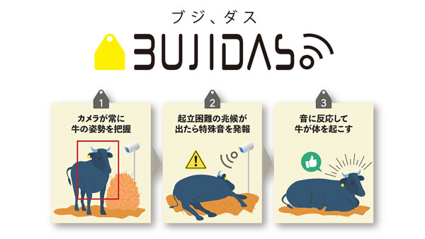 牛の起立困難予防声かけAIサービス「BUJIDAS」提供開始　NTTテクノクロス×ベルシステム24_02.jpg