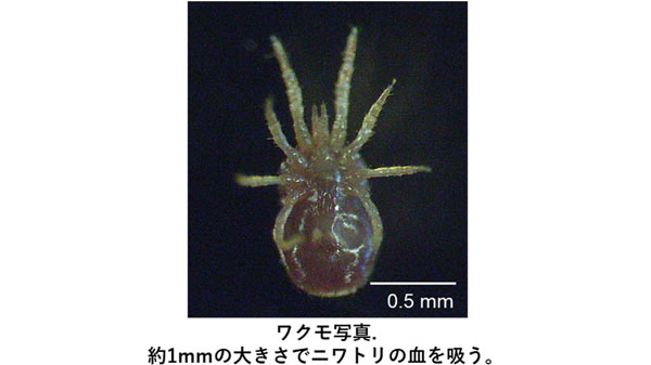 ニワトリを加害　ワクモの共生細菌群を解明　駆除剤開発に期待　農研機構