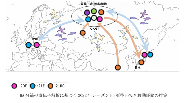 HA分節の遺伝子解析に基づく2022年シーズンH5亜型HPAIV移動経路の推定