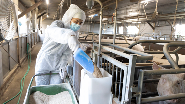 睦美ファームでは、「乳酸菌HS-08株」を餌に添加した混合飼料「ゼオ・ラクト」を採用している