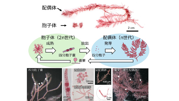 カギケノリ　配偶体を用いた海面養殖用種苗の生産技術を開発　国際農研_01.jpg