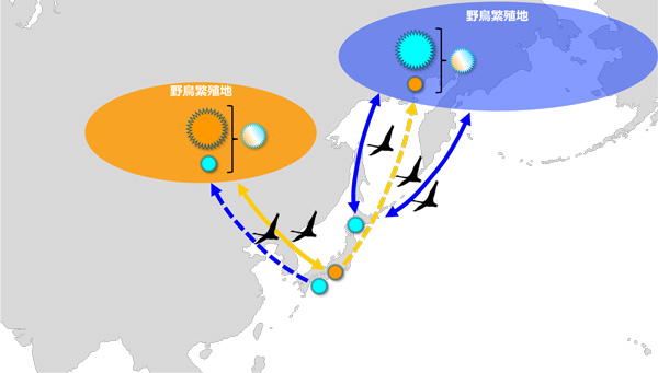 図：各野鳥集団におけるウイルス多様化のイメージ