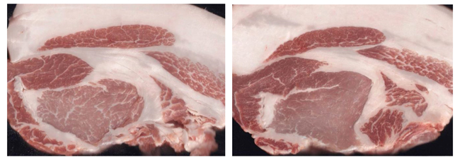 アミノ酸比率法で肥育した三元豚（左）と通常配合飼料で肥育した三元豚（写真提供：独立行政法人家畜改良センター）