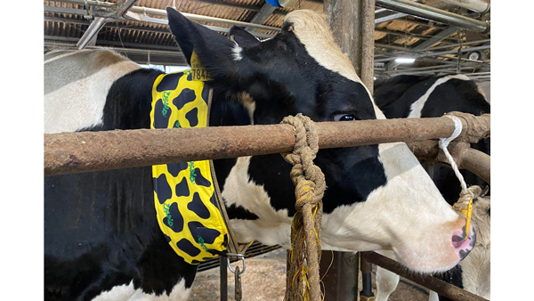 「USIMO」の接触冷感ネッククーラーを首に装着した牛