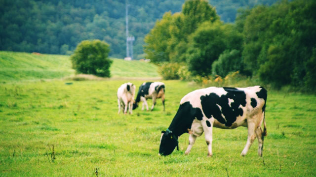 低能力牛の選別奨励も実施へ　中央酪農会議が需給安定化対策