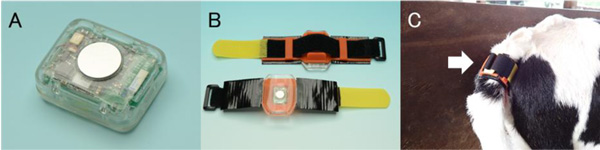 多機能尾部センサ（A）と装着器具（B）、装着時の様子（C）