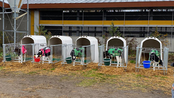 仔牛専用防寒コート「USIMO」最新モデル　和歌山県熊野牛子牛市場で展示　オオツキ