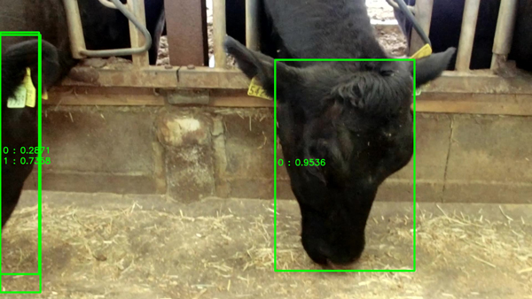「牛の顔認証」で防疫対策強化や飼育管理省力化へ　宮崎大学などアプリ開発へ