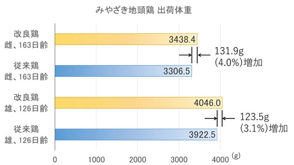 図1：遺伝子選抜の有無による、雄雌別の出荷体重の比較