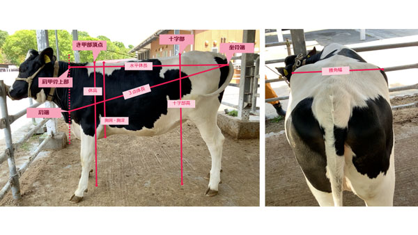 牛の体尺・体重推計データを可視化　畜産業の生産性向上と経営効率を支援　BIPROGY.jpg