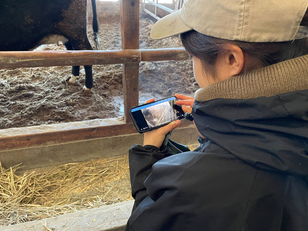 スマートフォンで牛の状態を確認