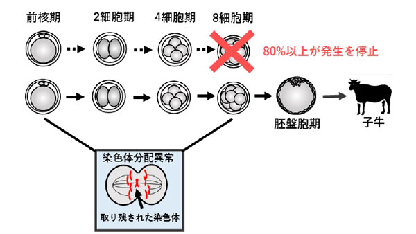 図１： 受精後の分裂で染色体分配異常を起した受精卵のその後の発生の様子