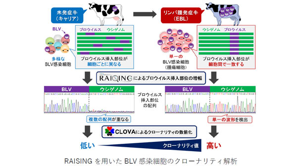 RAISING を用いた BLV 感染細胞のクローナリティ解析