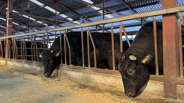 黒毛和牛へのメタン削減資飼料を採食する敷島ファームの黒毛和牛