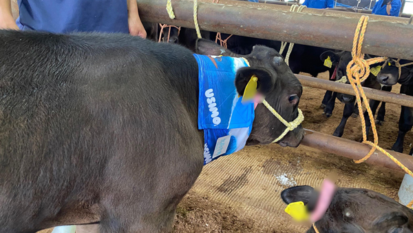 「USIMO」の接触冷感ネッククーラーを首に装着した仔牛