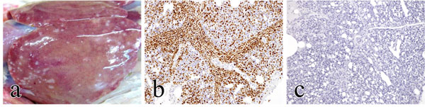 マレック病の鶏の解剖所見と免疫組織化学によるMeqの検出。aは、腫大した肝臓に多数の白斑（腫瘍）が認められる。bは、マレック病ウイルス感染鶏の肺の腫瘍組織の免疫組織化学写真。cは、マレック病ウイルスに感染していない鶏の肺の免疫組織化学写真