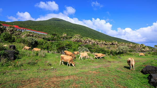 八丈島乳業が運営する「ゆーゆー牧場」