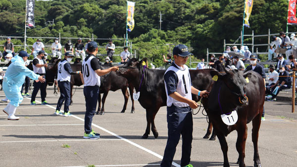 長崎県代表牛の審査（JAながさき西海提供）