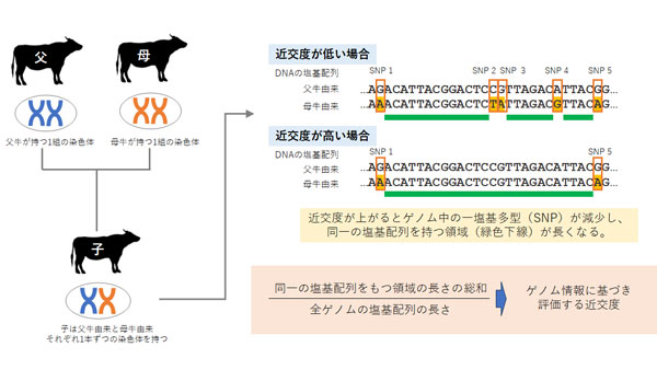 ゲノム情報を利用した近交度の評価手法の原理