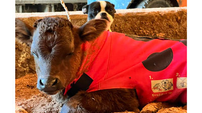 牛の防寒コート「USIMO」最新モデル発売　畜産農家の暖房費対策の切り札に　オオツキ.jpg