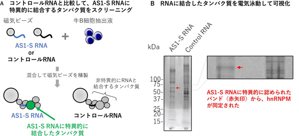 同研究で実施したスクリーニング実験の概要と結果。