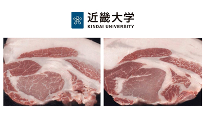 三元豚を効果的に「霜降り豚肉」へ　飼養技術を開発　国産豚肉の国際競争力アップへ　近畿大学s.jpg
